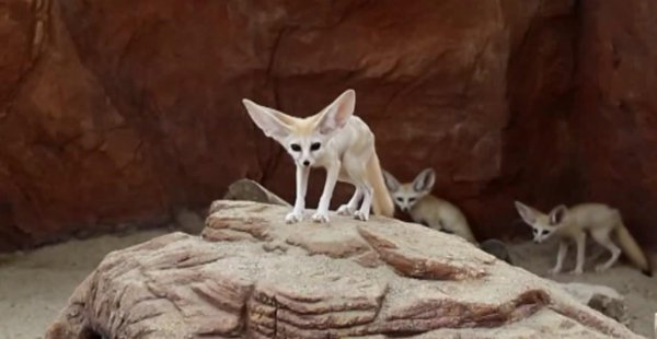 非洲最大的国家是哪个