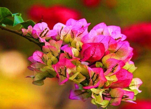 重瓣三角梅怎么养护花开多又旺