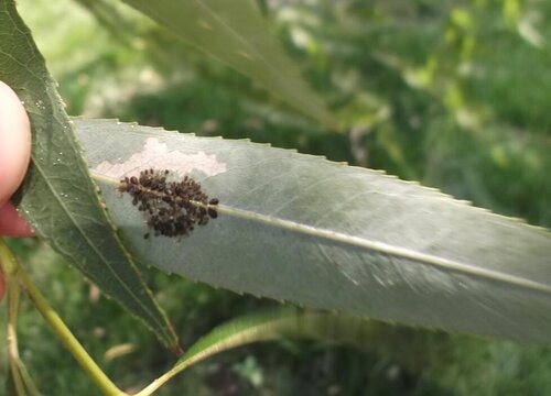 柳树病虫害防治技术和方法措施