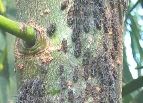 柳树病虫害防治技术和方法措施