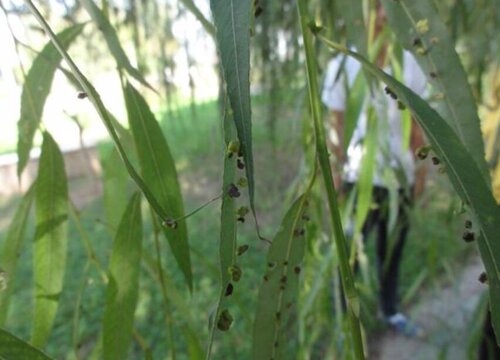 柳树病虫害防治技术和方法措施