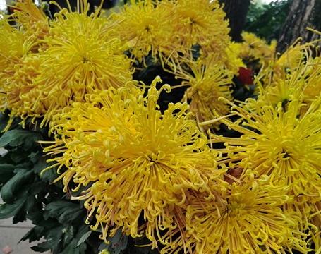 菊花是热性还是凉性