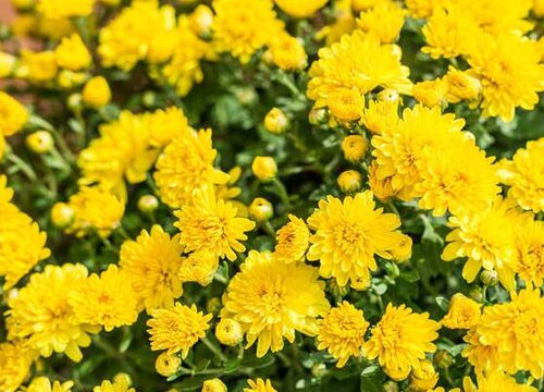 菊花是热性还是凉性