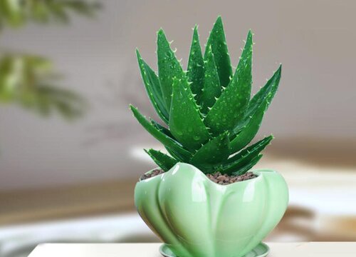 芦荟烂根烂叶怎么办