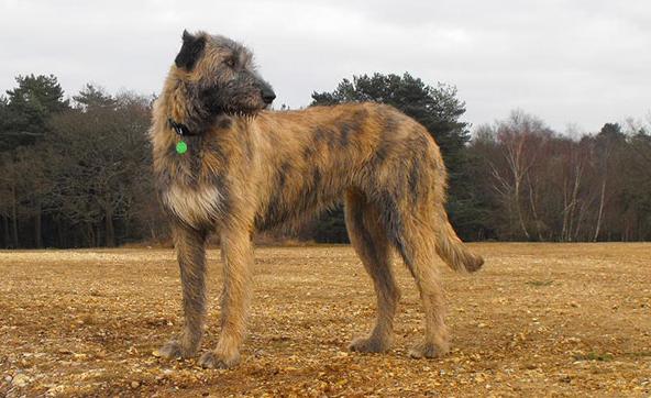 世界上最丑的狗排行榜前十名