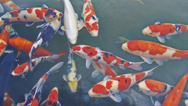 家养锦鲤自己会繁殖吗