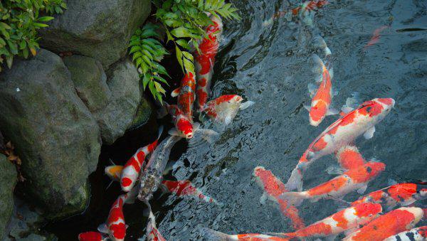 家养锦鲤自己会繁殖吗