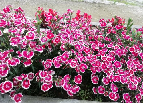 石竹花种植方法和注意事项