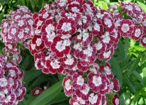 石竹花种植方法和注意事项