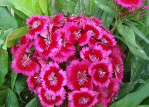 石竹花种植方法和注意事项