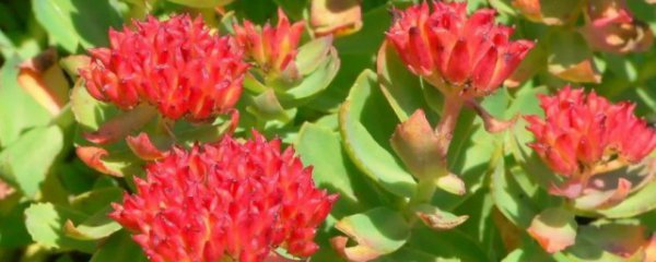 红景天有什么功效