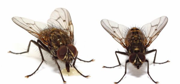 苍蝇老是飞到我身上是什么原因