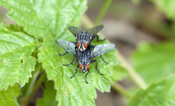 苍蝇老是飞到我身上是什么原因