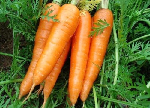 小红萝卜种植时间和方法