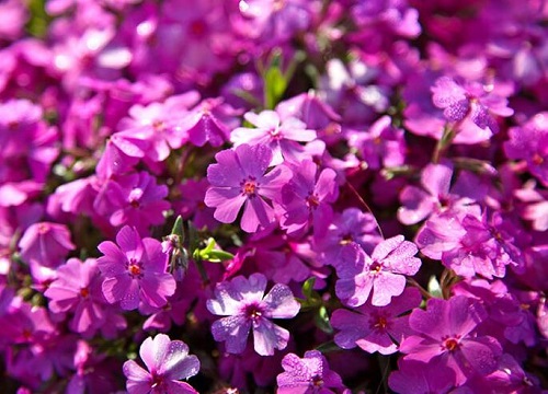 福禄考什么时候播种合适