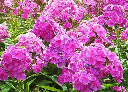 福禄考什么时候播种合适