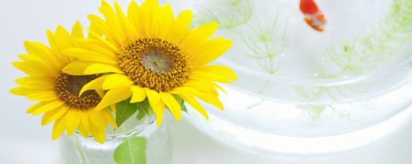 备考适合送什么花束