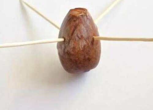 牛油果种子怎么种植方法