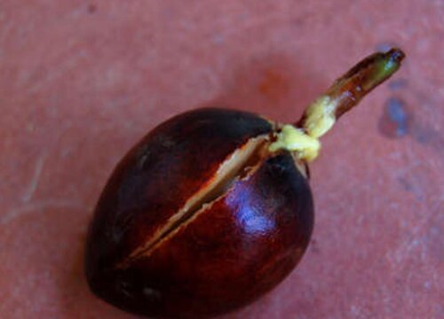 牛油果种子怎么种植方法