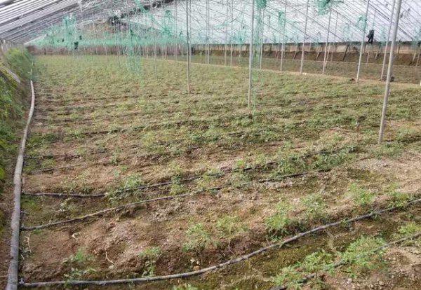 蔬菜作物连作的危害有哪些