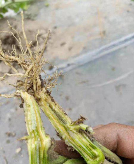 蔬菜作物连作的危害有哪些