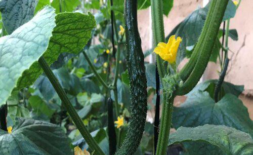 蔬菜作物连作的危害有哪些