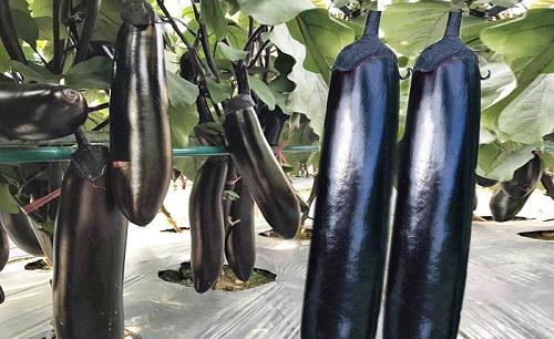 蔬菜作物连作的危害有哪些