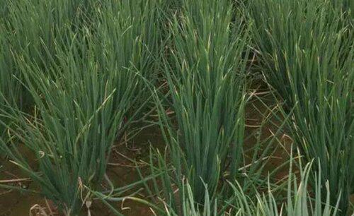 蔬菜作物连作的危害有哪些