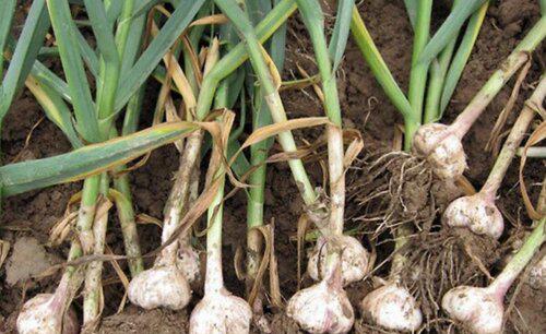 蔬菜作物连作的危害有哪些