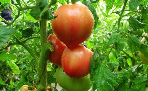 蔬菜作物连作的危害有哪些