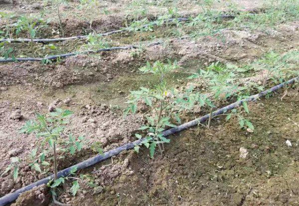 蔬菜作物连作的危害有哪些