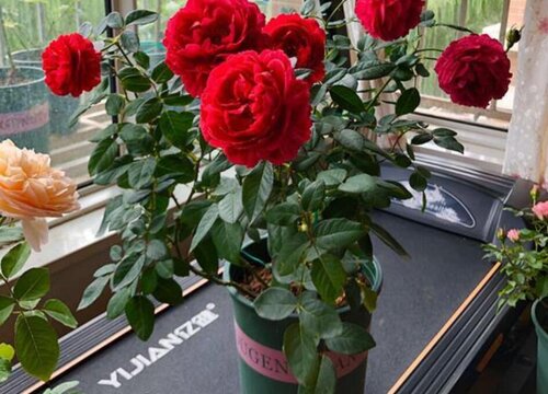 芍药花室内可以养吗