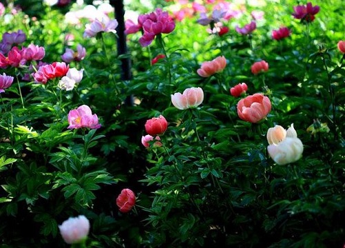 芍药花室内可以养吗