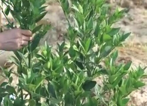 橘子树剪枝能插活吗