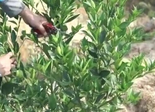 橘子树剪枝能插活吗