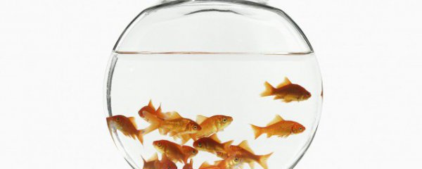 家里客厅放什么旺家