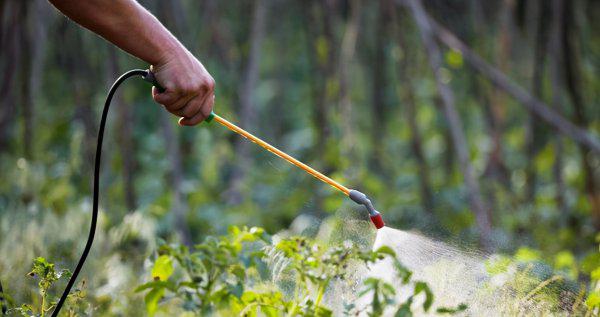 瓜果蔬菜喷叶面肥有什么好处