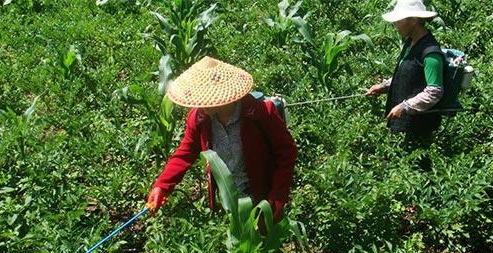 瓜果蔬菜喷叶面肥有什么好处