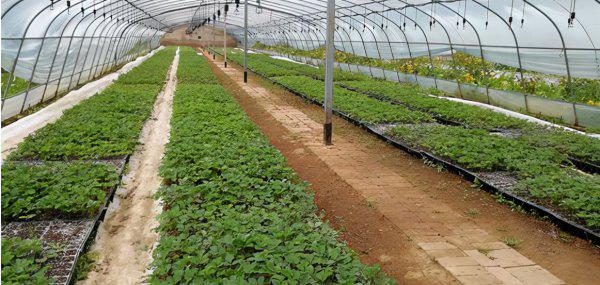 瓜果蔬菜喷叶面肥有什么好处