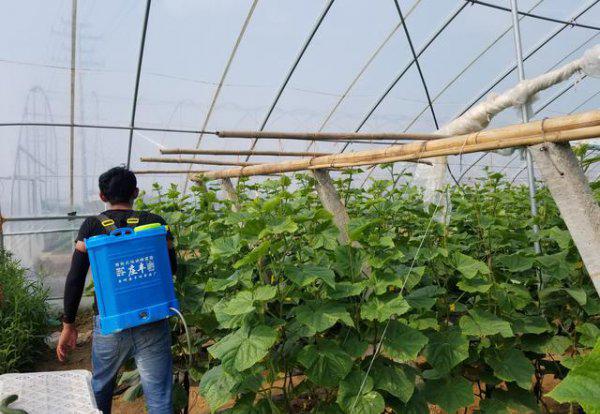 瓜果蔬菜喷叶面肥有什么好处