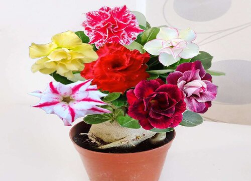 夏季沙漠玫瑰如何养护开花时间长