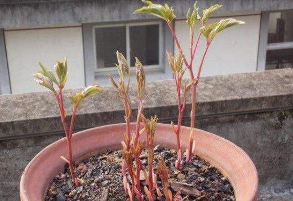 芍药盆栽的种植方法与技巧