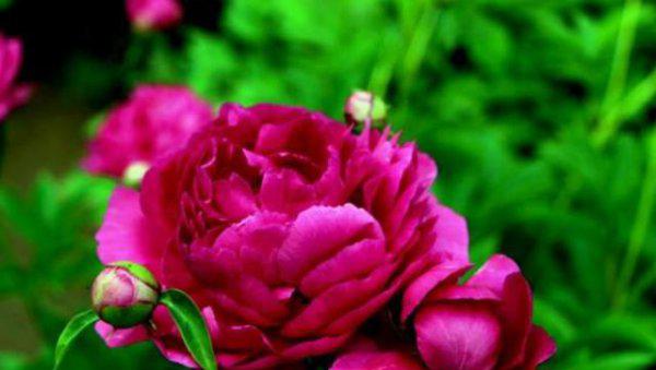 芍药盆栽的种植方法与技巧