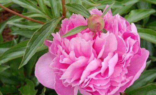 芍药盆栽的种植方法与技巧