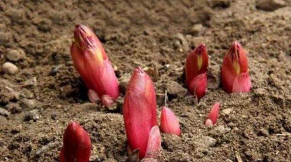 芍药盆栽的种植方法与技巧