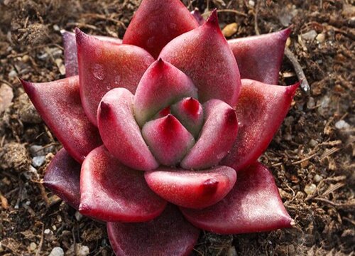 多肉多少度不能放室外