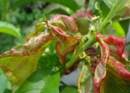 园艺植物病虫害防治技术与方法措施