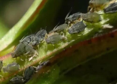 园艺植物病虫害防治技术与方法措施