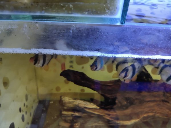 鱼缸水很清但是有泡沫怎么回事