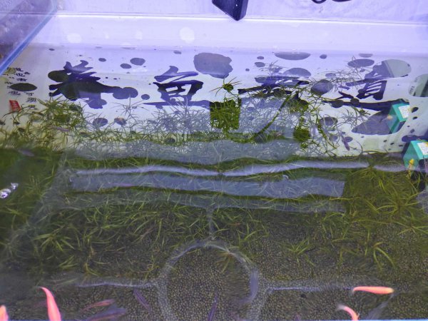 鱼缸水很清但是有泡沫怎么回事